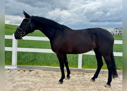 Deutsches Sportpferd, Stute, 10 Jahre, 169 cm, Rappe