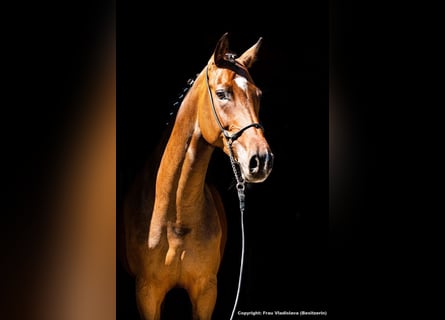 Deutsches Sportpferd, Stute, 10 Jahre, 172 cm, Dunkelbrauner