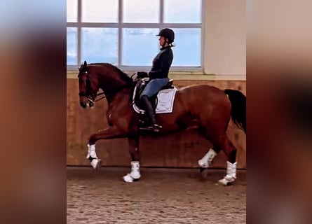 Deutsches Sportpferd, Stute, 10 Jahre, 173 cm, Brauner