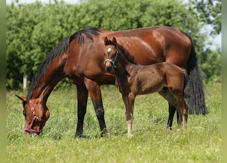 Deutsches Sportpferd, Stute, 10 Jahre, 173 cm, Brauner
