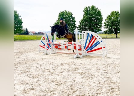 Deutsches Sportpferd, Stute, 10 Jahre, 176 cm, Dunkelbrauner