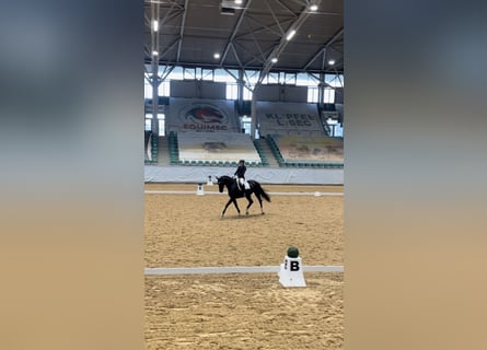 Deutsches Sportpferd, Stute, 10 Jahre, 177 cm, Rappe