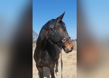 Deutsches Sportpferd, Stute, 10 Jahre, Dunkelbrauner