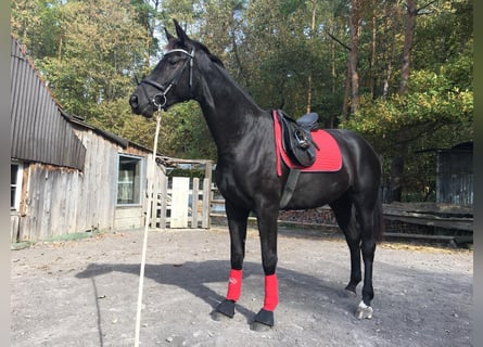 Deutsches Sportpferd, Stute, 11 Jahre, 166 cm, Schwarzbrauner