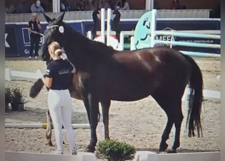 Deutsches Sportpferd, Stute, 11 Jahre, 166 cm, Schwarzbrauner