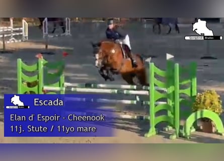 Deutsches Sportpferd, Stute, 11 Jahre, 167 cm, Brauner