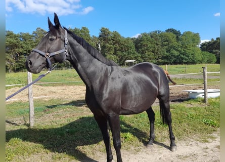 Deutsches Sportpferd, Stute, 11 Jahre, 168 cm, Rappe