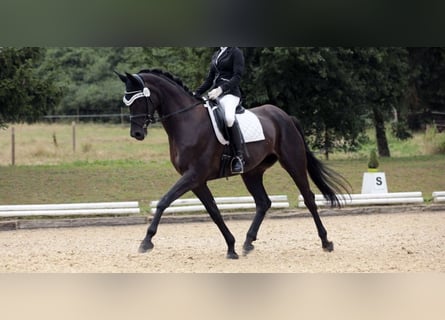 Deutsches Sportpferd, Stute, 11 Jahre, 168 cm, Schwarzbrauner