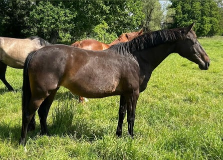 Deutsches Sportpferd, Stute, 11 Jahre, 168 cm, Schwarzbrauner
