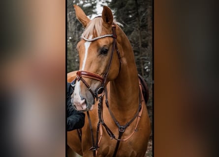 Deutsches Sportpferd, Stute, 11 Jahre, 170 cm, Palomino