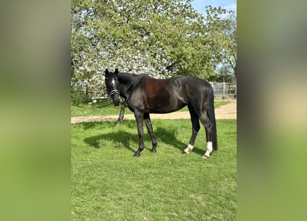 Deutsches Sportpferd, Stute, 11 Jahre, 174 cm, Brauner