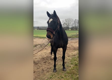 Deutsches Sportpferd, Stute, 11 Jahre, 174 cm