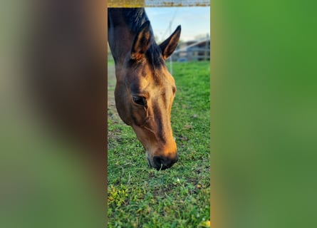 Deutsches Sportpferd, Stute, 11 Jahre, Dunkelbrauner
