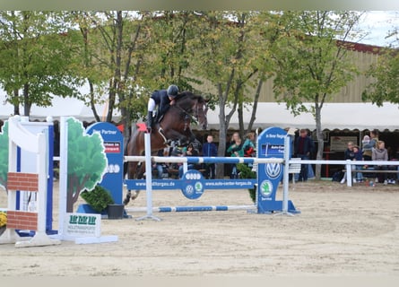 Deutsches Sportpferd, Stute, 12 Jahre, 163 cm, Brauner