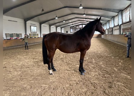 Deutsches Sportpferd, Stute, 12 Jahre, 167 cm, Brauner