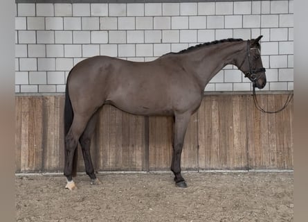 Deutsches Sportpferd, Stute, 12 Jahre, 168 cm, Schwarzbrauner