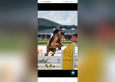 Deutsches Sportpferd, Stute, 12 Jahre, 170 cm, Fuchs