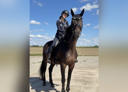 Deutsches Sportpferd, Stute, 12 Jahre, 173 cm, Brauner