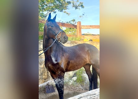 Deutsches Sportpferd, Stute, 12 Jahre, 173 cm, Brauner