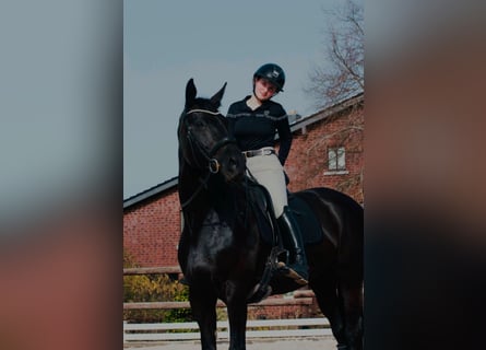 Deutsches Sportpferd, Stute, 12 Jahre, 174 cm, Rappe