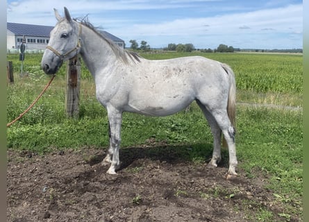 Deutsches Sportpferd, Stute, 12 Jahre, 174 cm, Schimmel