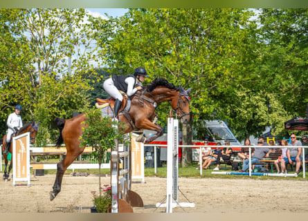 Deutsches Sportpferd, Stute, 12 Jahre, 175 cm, Brauner