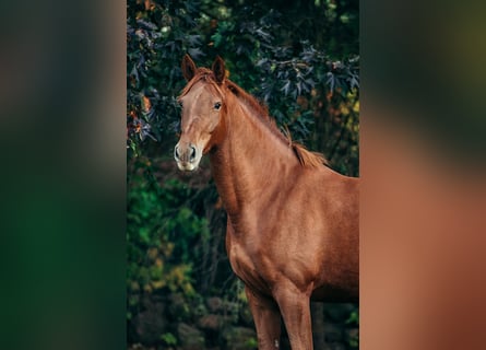 Deutsches Sportpferd, Stute, 12 Jahre, 175 cm, Fuchs