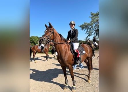 Deutsches Sportpferd, Stute, 12 Jahre, Fuchs