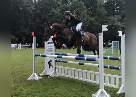 Deutsches Sportpferd, Stute, 13 Jahre, 165 cm, Brauner