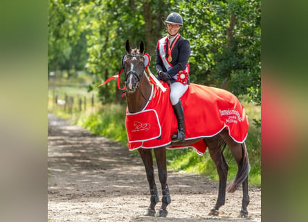 Deutsches Sportpferd, Stute, 13 Jahre, 166 cm, Dunkelbrauner