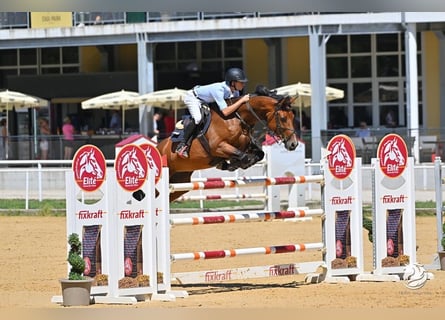 Deutsches Sportpferd, Stute, 13 Jahre, 168 cm, Brauner