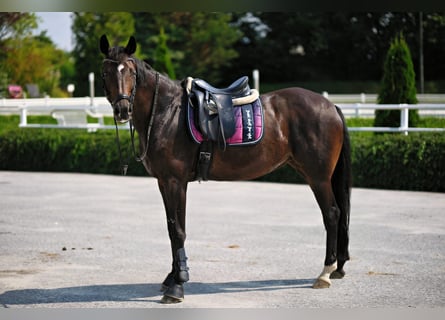 Deutsches Sportpferd, Stute, 13 Jahre, 168 cm, Dunkelbrauner