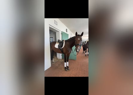 Deutsches Sportpferd, Stute, 13 Jahre, 170 cm, Brauner