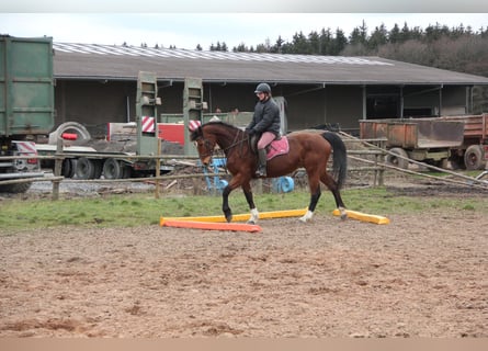 Deutsches Sportpferd, Stute, 15 Jahre, 162 cm, Brauner