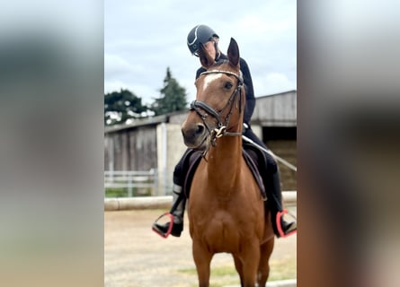 Deutsches Sportpferd, Stute, 15 Jahre, 163 cm, Brauner