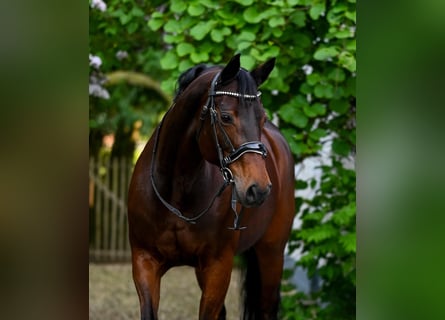 Deutsches Sportpferd, Stute, 15 Jahre, 166 cm, Brauner