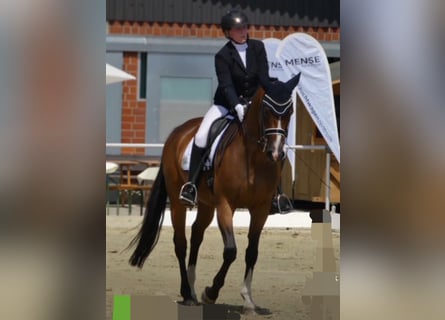 Deutsches Sportpferd, Stute, 16 Jahre, 166 cm, Brauner