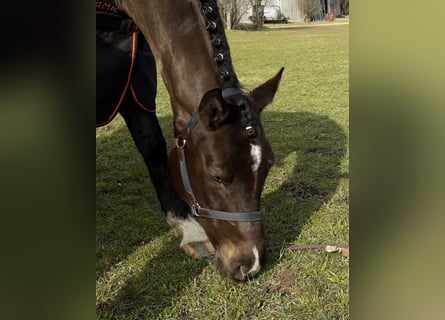 Deutsches Sportpferd, Stute, 16 Jahre, 168 cm, Dunkelbrauner