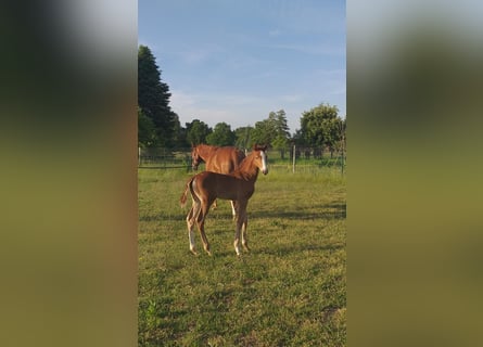 Deutsches Sportpferd, Stute, 18 Jahre