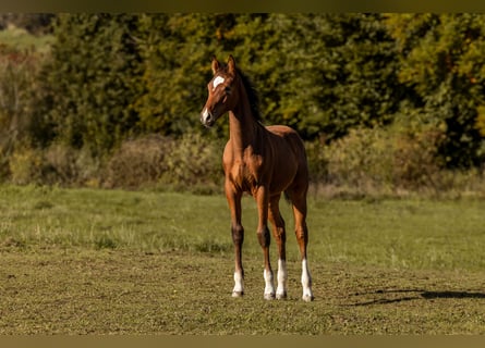Deutsches Sportpferd, Stute, 1 Jahr, 165 cm, Brauner