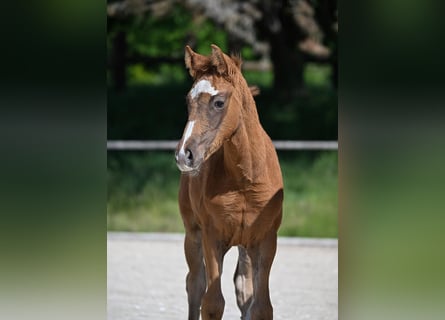 Deutsches Sportpferd, Stute, 1 Jahr, 165 cm, Fuchs