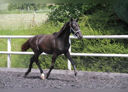 Deutsches Sportpferd, Stute, 1 Jahr, 172 cm, Rappe