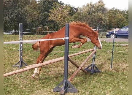 Deutsches Sportpferd, Stute, 1 Jahr, 172 cm