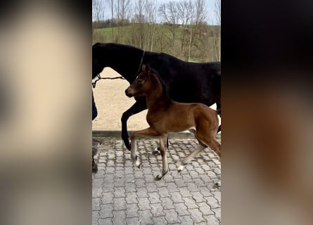 Deutsches Sportpferd, Stute, 1 Jahr, Brauner