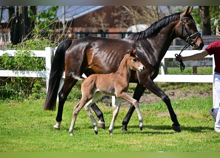 Deutsches Sportpferd, Stute, 1 Jahr, Brauner