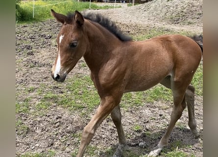 Deutsches Sportpferd, Stute, 1 Jahr, Brauner