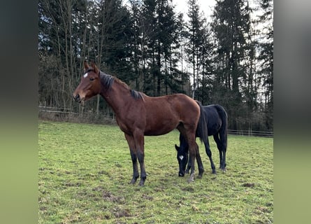Deutsches Sportpferd, Stute, 1 Jahr, Brauner