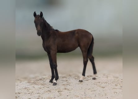 Deutsches Sportpferd, Stute, 1 Jahr, Dunkelbrauner