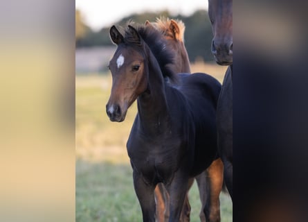 Deutsches Sportpferd, Stute, 1 Jahr, Dunkelbrauner