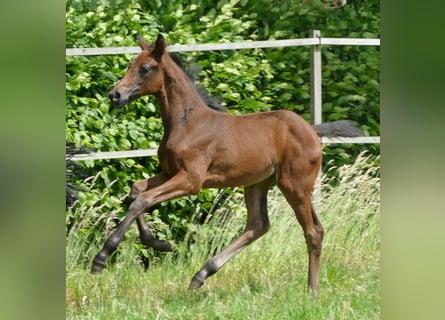 Deutsches Sportpferd, Stute, 1 Jahr, Dunkelbrauner